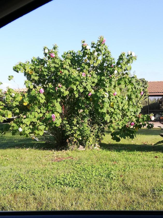 Bauernhof Cuccuruaio'